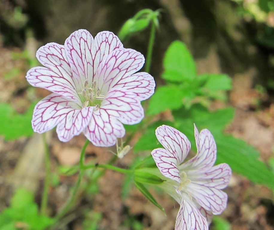 Geranium versicolor / Geranio striato